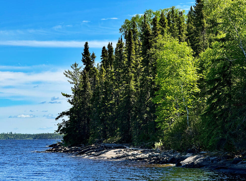 Tall Birch on the Shoreline