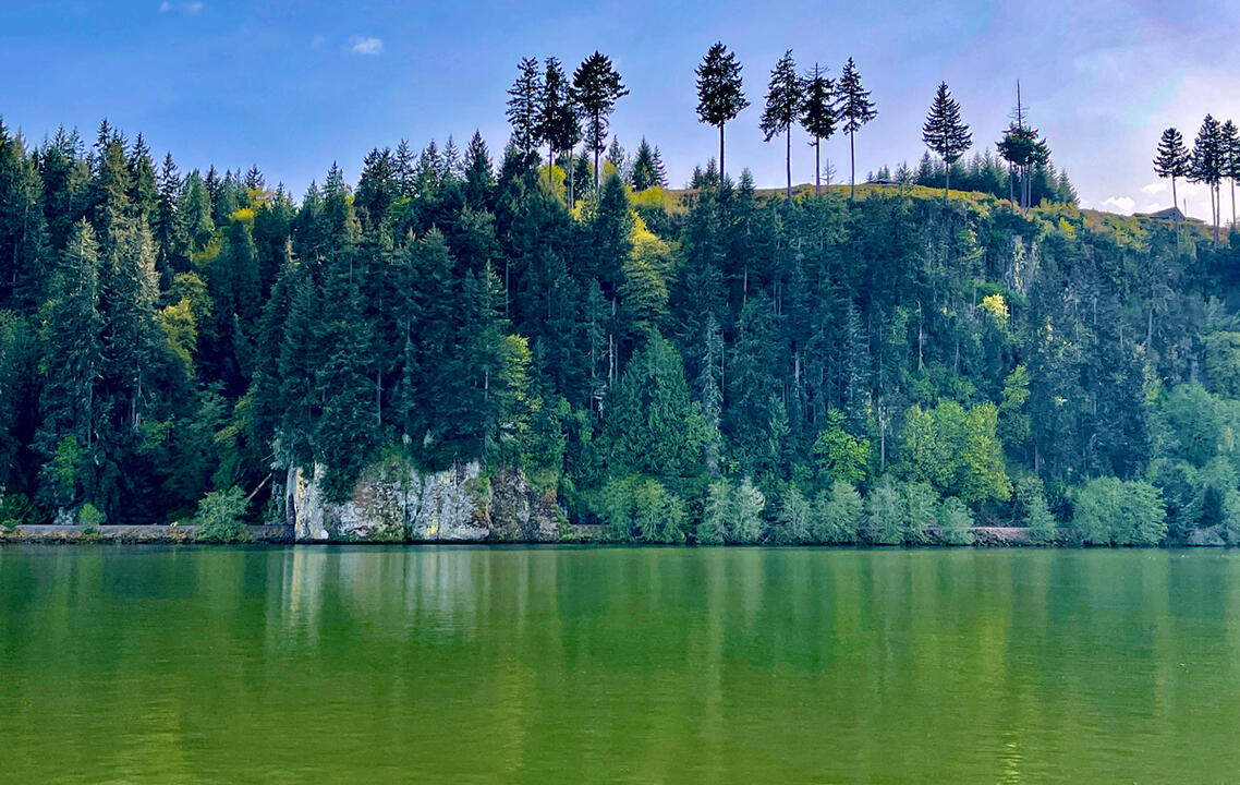 Evergreens on the Shore