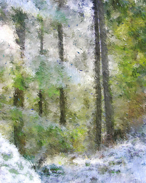 Looking into the Woods